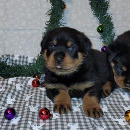 Rottweiler Puppies from Von Nuffosttor Rottweilers