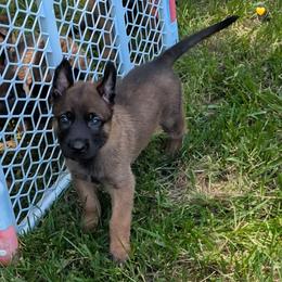 Bashful - Fawn male Belgian Malinois puppy in Signal Mountain, Tennessee from Torgun Police Dogs