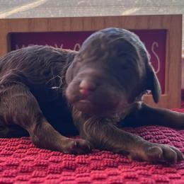 Cookie - Phantom female Poodle puppy in Overbrook, Kansas from Hidden Springs Poodles LLC