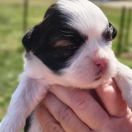 Boba - White male Lhasa Apso puppy in Greenville, South Carolina from Lots of Lhasa Love