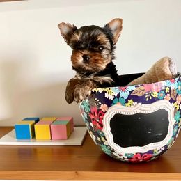 Wilson - Blue and gold male Yorkshire Terrier puppy in Kendallville, Indiana from Yorkies Kisses
