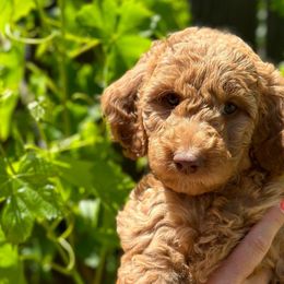RIPKEN - Apricot Goldendoodle puppy in Atascadero, California from Daring to Dream Doodles