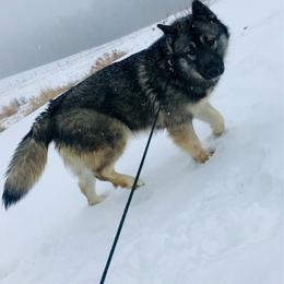 Titan - Siberian Husky