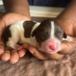 Green Collar Boy - Chocolate male Australian Labradoodle puppy in Hagerstown, Maryland from Westfields Labradoodles