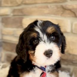 Bernedoodle, Cavapoo, and Goldendoodle Puppies from Blackberry Farm Puppies