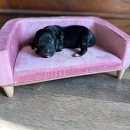 Patsy - Black female Cavapoo puppy in Thorndale, Texas from Hattie’s Texas Cavapoos