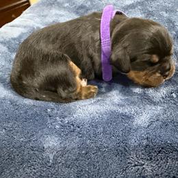 Wrangler - Black and tan male Cavalier King Charles Spaniel puppy in Riverside, California from Mia Loves Kingston Cavaliers