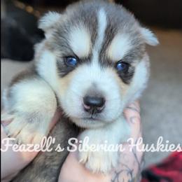 Saphir - Agouti and white male Siberian Husky puppy in Richland, Mississippi from Feazell’s Siberian Huskies