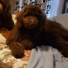 Coco - Goldendoodle