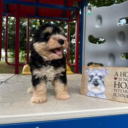 Aura Sazon - Black and silver female Miniature Schnauzer puppy in Auburn, Georgia from Very Special Mini Schnauzers