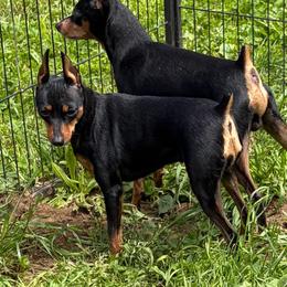 Desi - Miniature Pinscher