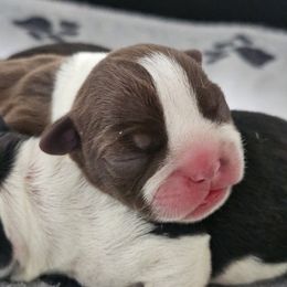 Buttercup - Red female Boston Terrier puppy in Yakima, Washington from Bostons of Central Washington