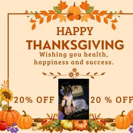 Diamond - Black and white female Chihuahua puppy in Camden, New Jersey from Maldonado Pet Life Breeder LLC.