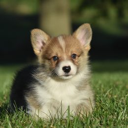 Red Male 4 - Red male Pembroke Welsh Corgi puppy in Kansas City, Missouri from Willow Creek Corgis