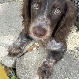 Hazel - Dachshund