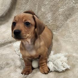 Dolly - Red female Dachshund puppy in Littlestown, Pennsylvania from Redeemer's Dachshunds
