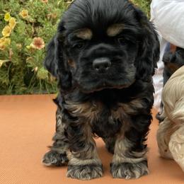 Cocker Spaniel Puppies from Doc's Cockers