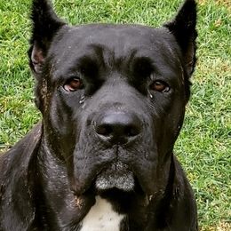 Cane Corso from Deseri Tellez's Cane Corsos