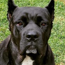 Cane Corso from Deseri Tellez's Cane Corsos