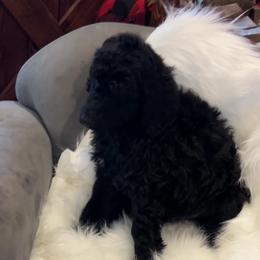 Red - Sold - Black male Poodle puppy in Hamilton, Ohio from Grandview Farm