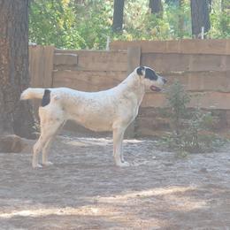 Central Asian Shepherd Dog All Grown Up from Alabaivalley