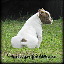 American Bulldog and French Bulldog Puppies from BackyardfinestBullys