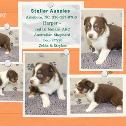 Harper - Red female Australian Shepherd puppy in Asheboro, North Carolina from Stellar Aussies