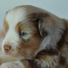 Miniature Australian Shepherd puppies from Southern Edition Aussies