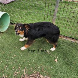 Fez - Black tri male Toy Australian Shepherd puppy in Snowflake, Arizona from Halfpint Aussies