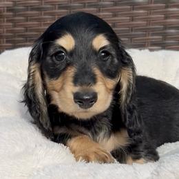 Black and Cream -- Boy 1 - Black and cream male Dachshund puppy in Kalama, Washington from Dazzling Doxies
