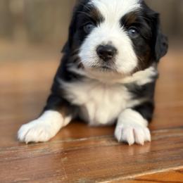 Cardamom BTF - Black tri female Miniature Australian Shepherd puppy in Minden, Louisiana from Ironwood Creek
