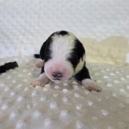 Roger - Black and white male Sheepadoodle puppy in Weatherford, Texas from Oodles of poodles and doodles