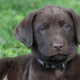 Labrador Retriever Puppies from Cary’s Buck Creek Retrievers