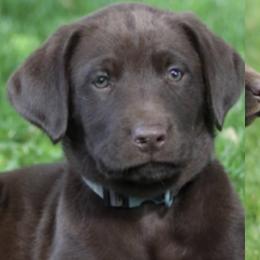 Labrador Retriever Puppies from Cary’s Buck Creek Retrievers