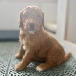 Noble - Red female Irish Doodle puppy in Pottstown, Pennsylvania from Willow-Be Doodles