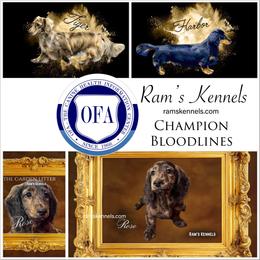 Rose - Brindle female Dachshund puppy in Splendora, Texas from Ram’s Kennels
