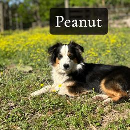Peanut - Miniature American Shepherd