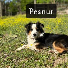 Peanut - Miniature American Shepherd