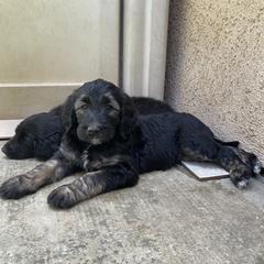 Aussiedoodle and Double Doodle Puppies from Amazing Aussiedoodle and Double Doodles