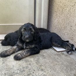 Aussiedoodle and Double Doodle Puppies from Amazing Aussiedoodle and Double Doodles
