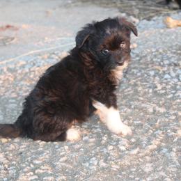 Tinsel - Black tri-color male Aussiedoodle puppy in Loretto, Tennessee from K Kountry Farm