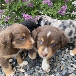 Australian Shepherd Puppies from Rocky Mountain Aussies