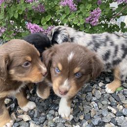Australian Shepherd Puppies from Rocky Mountain Aussies
