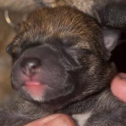 Sashige M-1 - Red male Shiba Inu puppy in Clewiston, Florida from Animal Farm Shiba Inus & Mameshibas