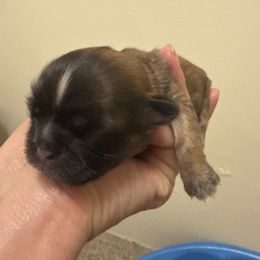 Girl 5 - Chocolate female Shih Tzu puppy in Kennewick, Washington from Elizabeth's pups
