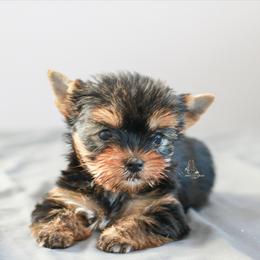 Yorkshire Terrier Puppies from Essence of Grace Yorkies