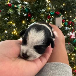 Light pink girl - Parti female Miniature Schnauzer puppy in Oneonta, Alabama from Murphree Valley Kennels