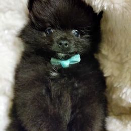 Pomeranian Puppies from Cutie Poms