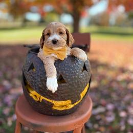 Boy 3 - Golden male Cockapoo puppy in Lake Tansi, Tennessee from Davis cockapoos