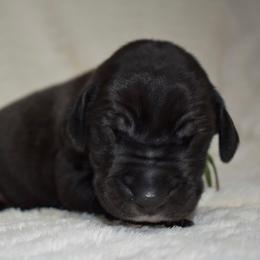 Maker's Mark - Black and white male Great Dane puppy in Chapmansboro, Tennessee from Balthrop Bend Farms